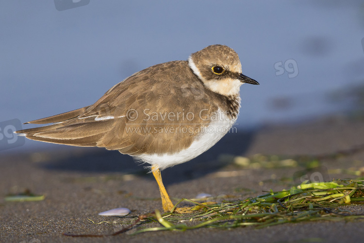 Little Ringed Plover, juvenile standing on the beach